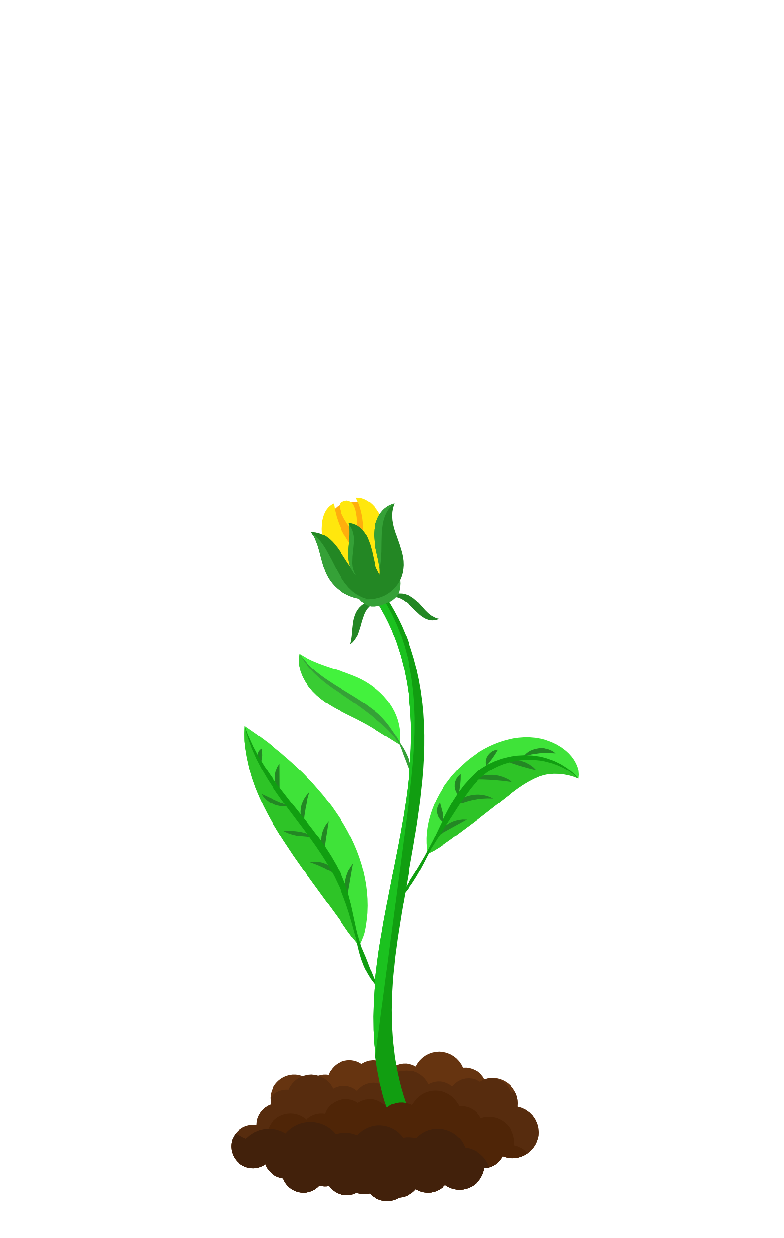 Budding Bloom