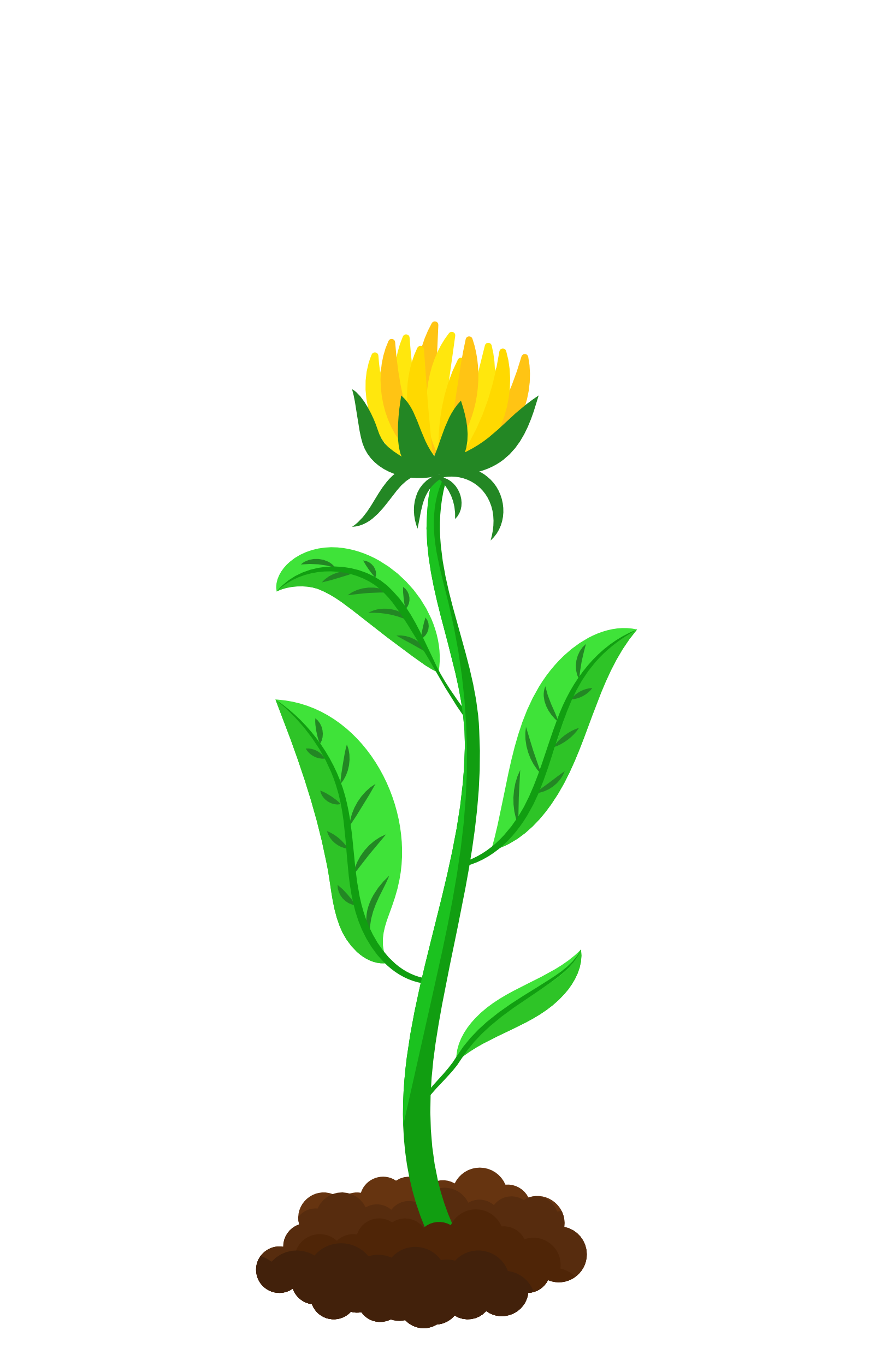 Blooming Bloom