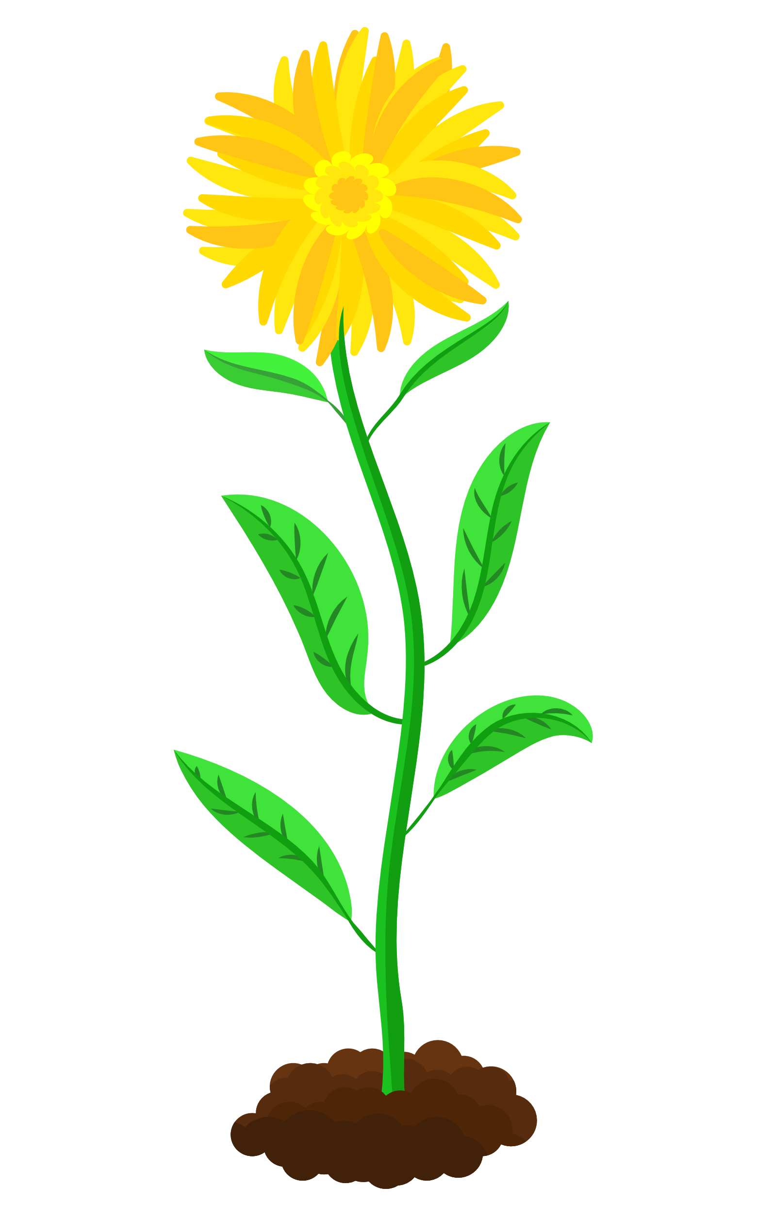 Full Bloom